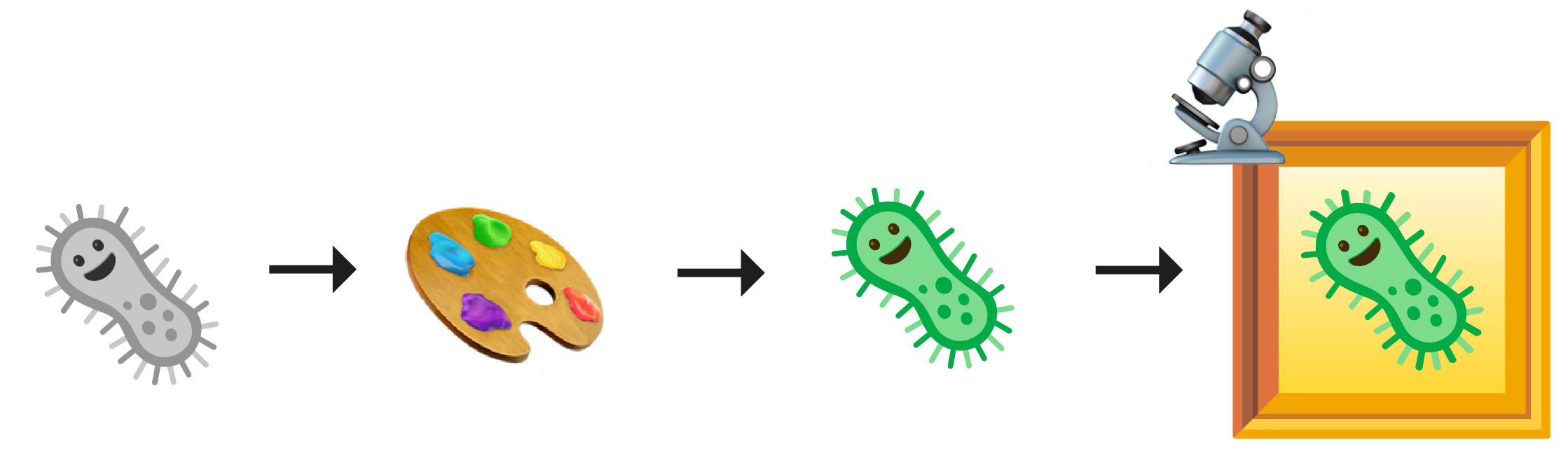 Cell staining and imaging pipeline
